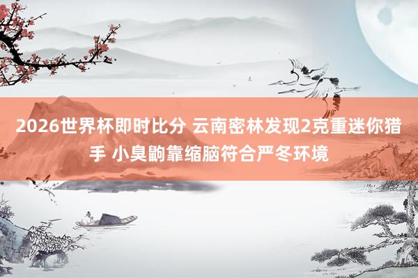 2026世界杯即时比分 云南密林发现2克重迷你猎手 小臭鼩靠缩脑符合严冬环境